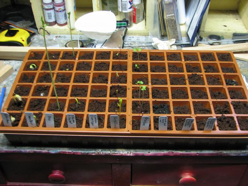 Seedlings at 2 weeks